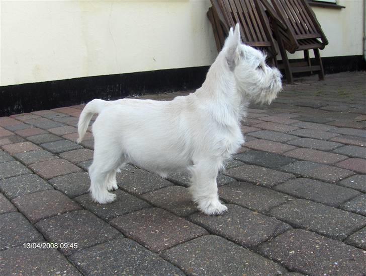 West highland white terrier KIKI billede 9