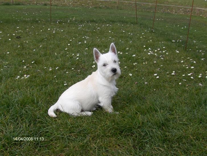 West highland white terrier KIKI - Kiki i det grønne billede 10