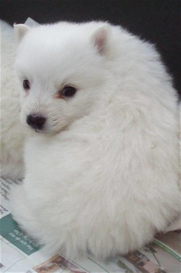 Japansk spids Fie *Beatrixx Kiddo* billede 1