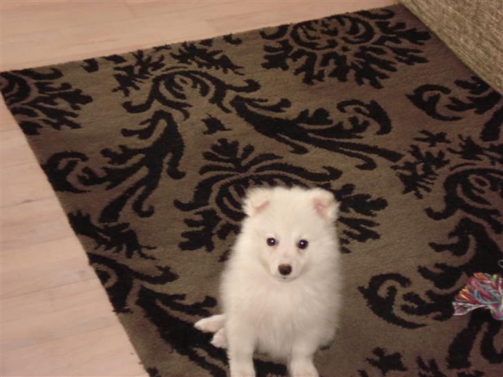 Japansk spids Fie *Beatrixx Kiddo* billede 2