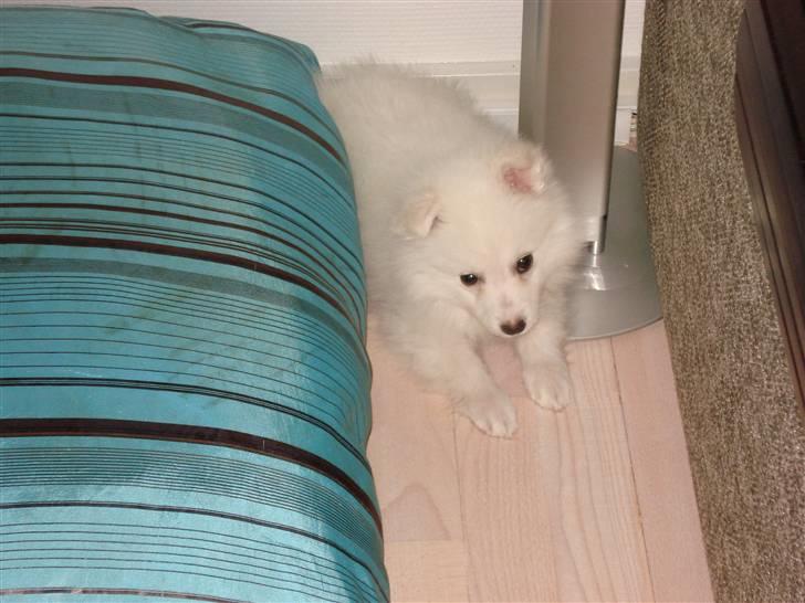 Japansk spids Fie *Beatrixx Kiddo* billede 3