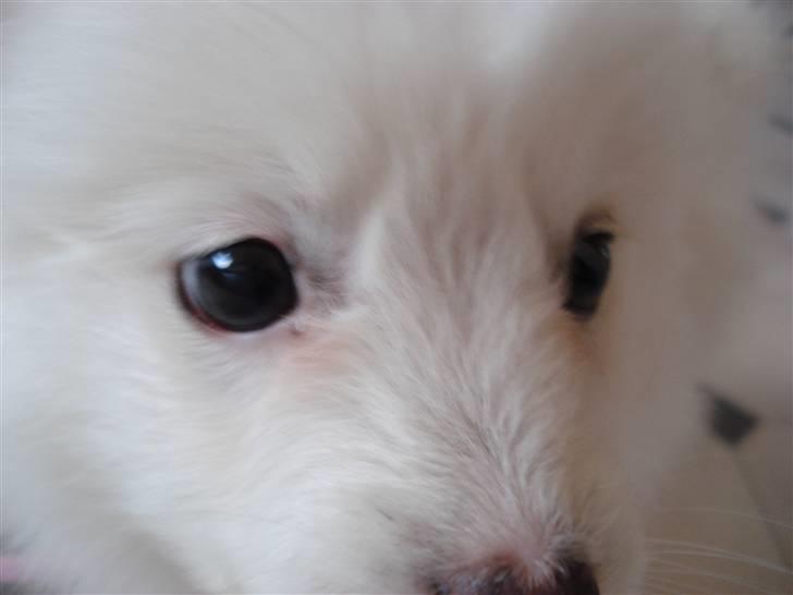 Japansk spids Fie *Beatrixx Kiddo* billede 4