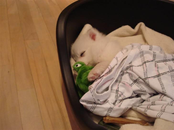 Japansk spids Fie *Beatrixx Kiddo* billede 5