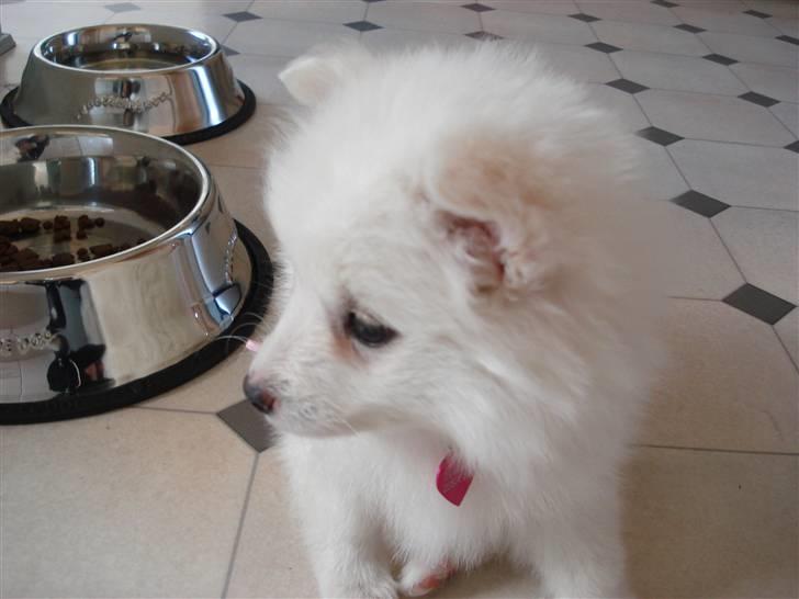 Japansk spids Fie *Beatrixx Kiddo* billede 6