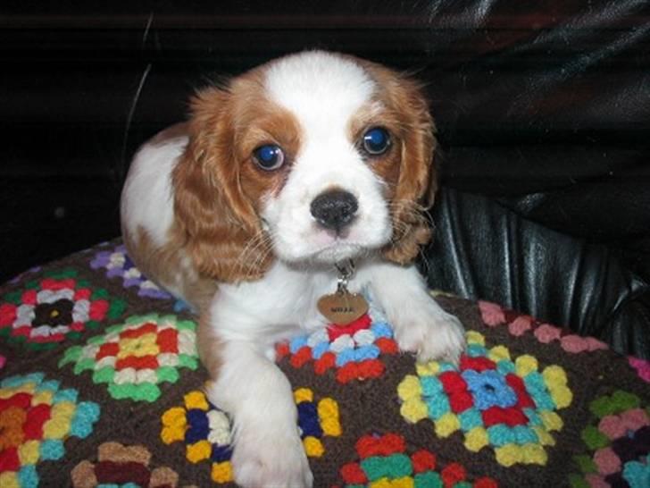 Cavalier king charles spaniel Mille billede 1