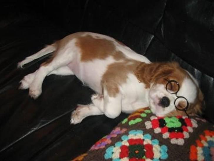 Cavalier king charles spaniel Mille billede 2