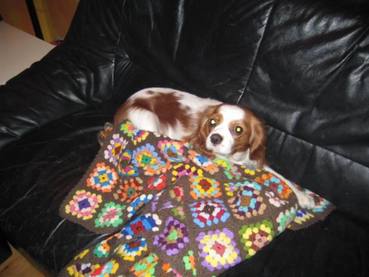 Cavalier king charles spaniel Mille billede 3