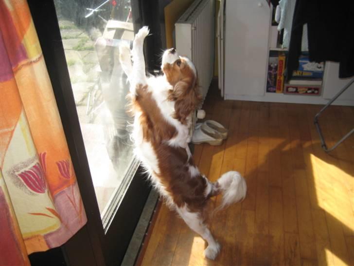 Cavalier king charles spaniel Mille billede 4