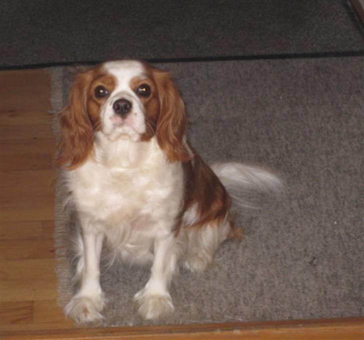 Cavalier king charles spaniel Mille billede 5