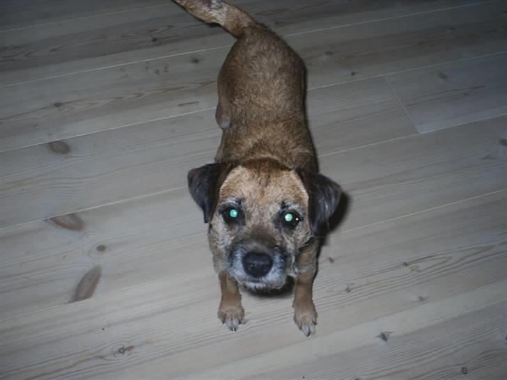 Border terrier Tulle - Hun ville gerne se kameraet billede 1
