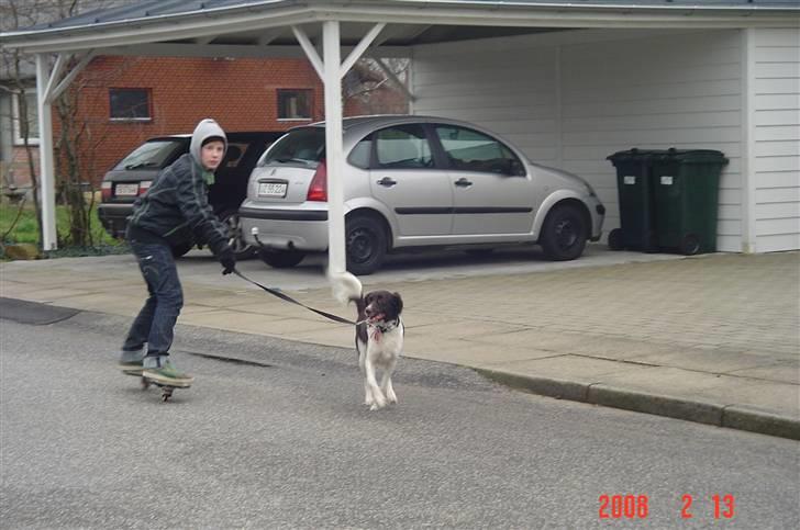 Kleiner münsterländer Dixie billede 1