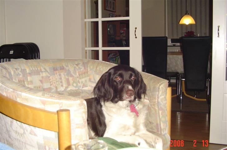 Kleiner münsterländer Dixie - Dixie kigger. billede 2