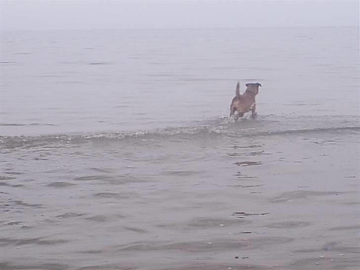 Border terrier Tulle billede 2