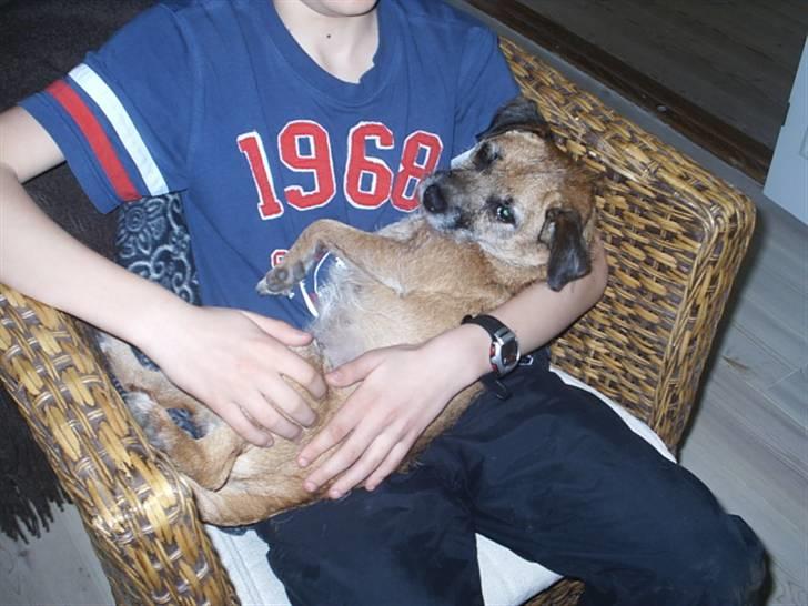 Border terrier Tulle billede 3