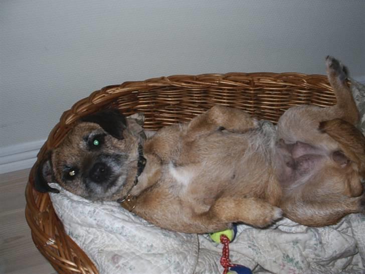 Border terrier Tulle billede 4