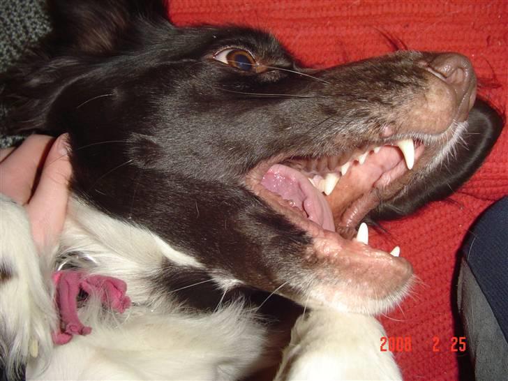 Kleiner münsterländer Dixie - Dixie i sin legesyge tilstand.. Grr! billede 3