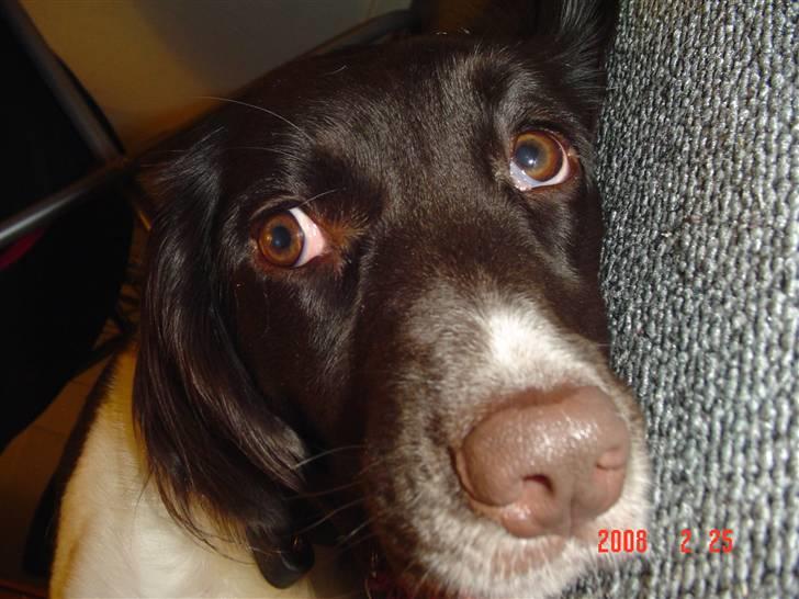 Kleiner münsterländer Dixie - Dixie glor. hehe billede 4