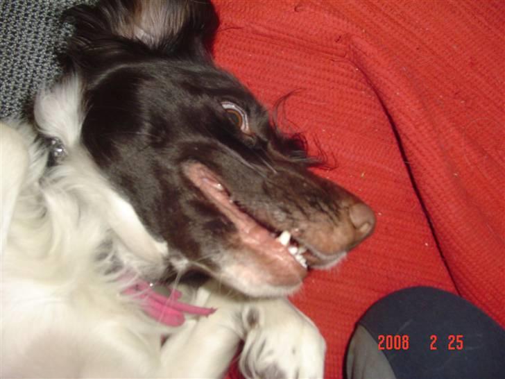 Kleiner münsterländer Dixie - Dixie liiige inden den nyser! heh hunde-snot over det hele!  billede 5