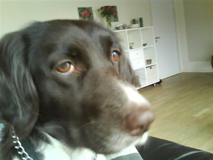 Kleiner münsterländer Dixie - Dixie ser en fugl. Eller var det en kat, Dixie? billede 6