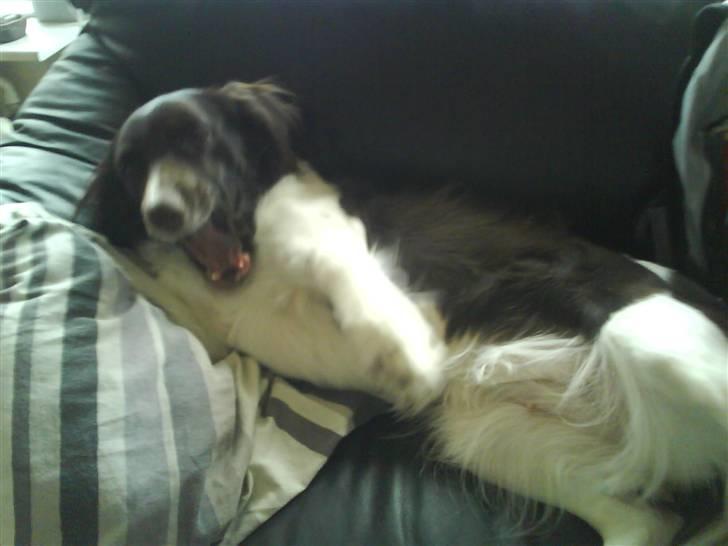 Kleiner münsterländer Dixie - Underkastelse. hehe billede 7