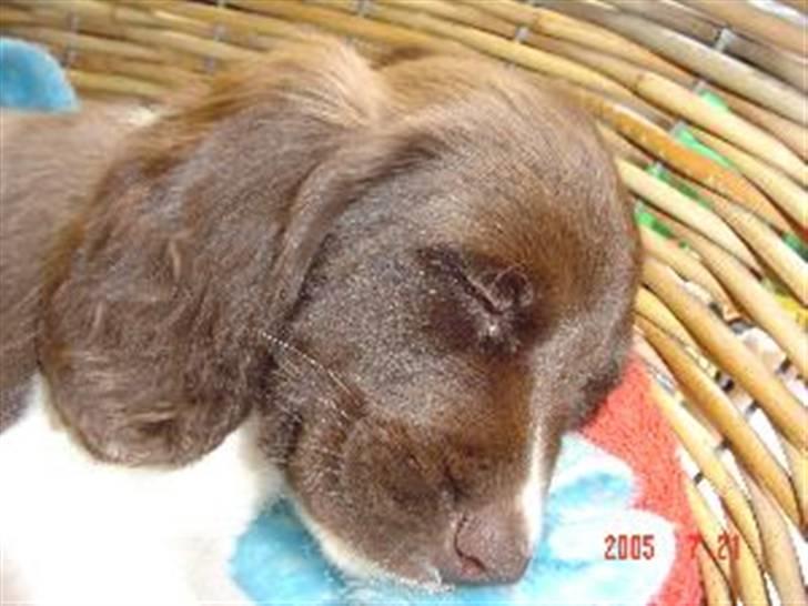 Kleiner münsterländer Dixie - Dixie samme dag vi fik hende.. Elsker det billede!!<3<3 billede 8