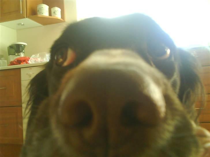 Kleiner münsterländer Dixie - Dixie tænker at jeg er åndsvag, og sender øjn til min mor. billede 9