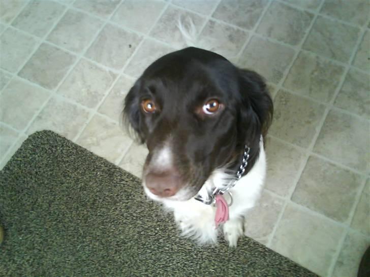 Kleiner münsterländer Dixie - Dixie skal liige til at hoppe op ad mig af glæde. billede 10