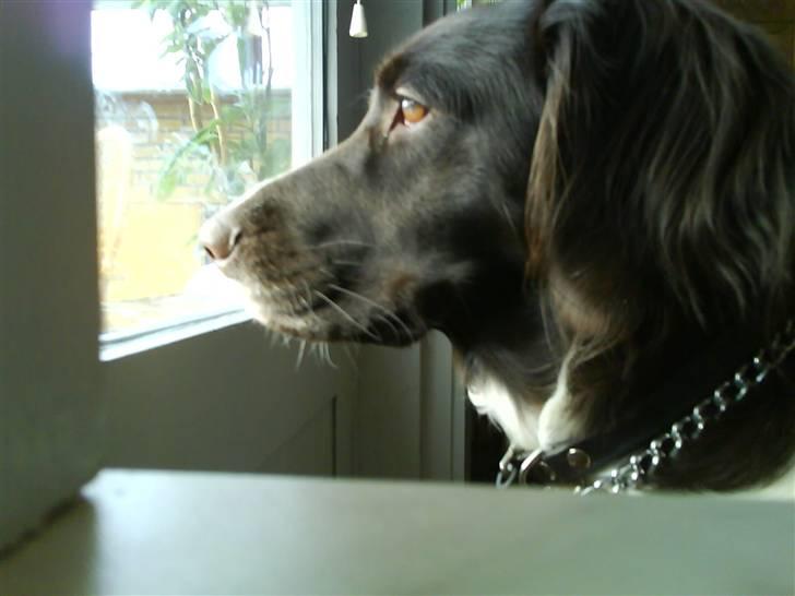 Kleiner münsterländer Dixie - Dixie holder øje med fuglen, udover den, hun tog den anden dag.... billede 11