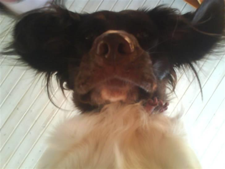 Kleiner münsterländer Dixie - hehe Dixie ser ned på kareraet. ha, jeg fik dig, Dixie.! billede 12