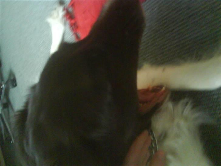 Kleiner münsterländer Dixie - Gaaaaab! xD billede 13