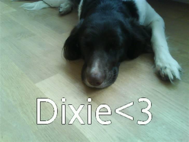 Kleiner münsterländer Dixie - ..zzz...zzz...zzz..zzzzz billede 14