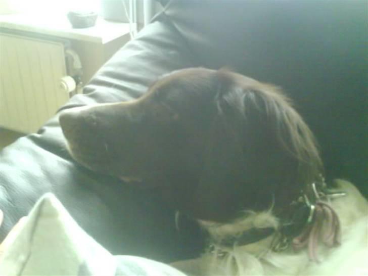 Kleiner münsterländer Dixie - Drøm sødt om at nacke en fugl.. : billede 15