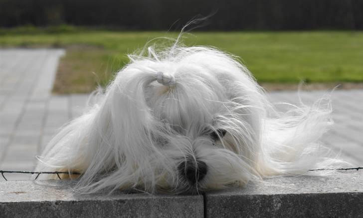 Malteser Fnuggie billede 11