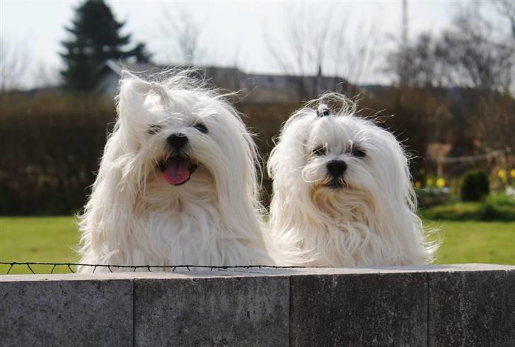 Malteser Fnuggie billede 12