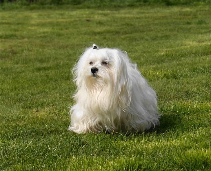 Malteser MAX billede 8