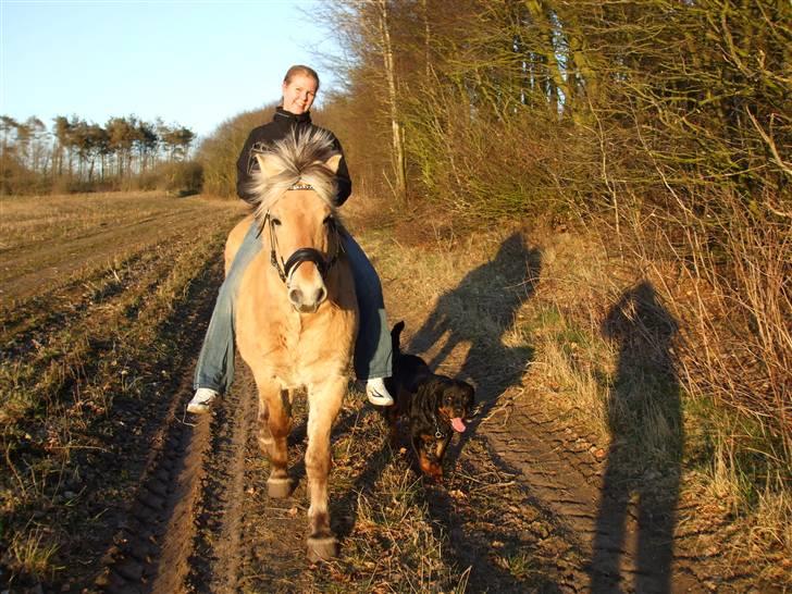 Rottweiler Marco´s Rico billede 20