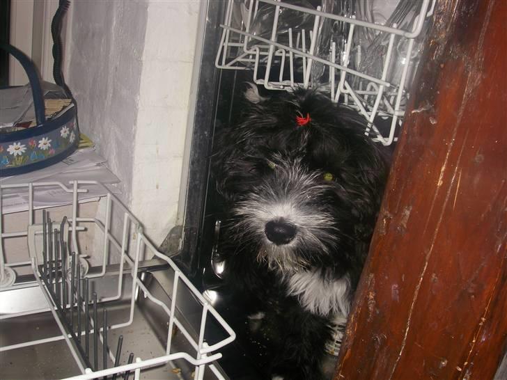 Tibetansk terrier Fie - Fie der er hoppet op i opvaskeren! :D billede 1