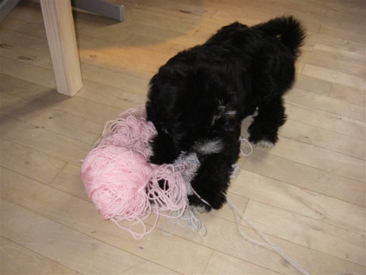 Tibetansk terrier Fie - Fie har stjålet et garnøgle!  billede 2