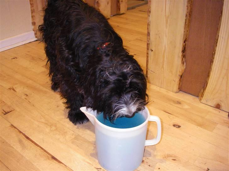 Tibetansk terrier Fie - Ja hun kan godt lide slush ice! :) billede 3