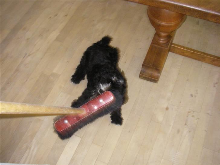 Tibetansk terrier Fie - Jeg elsker at gøre rent med moar!  billede 4