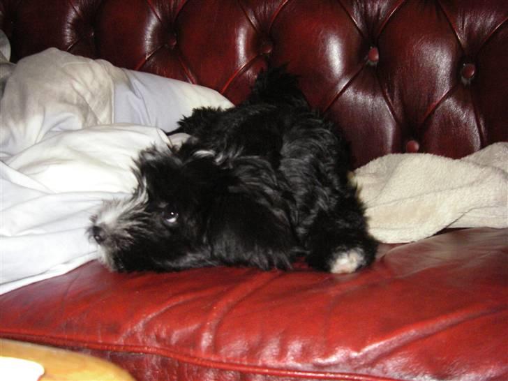 Tibetansk terrier Fie - Jeg vil lege!  billede 6
