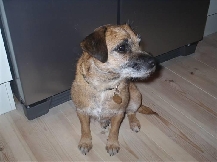 Border terrier Tulle billede 5