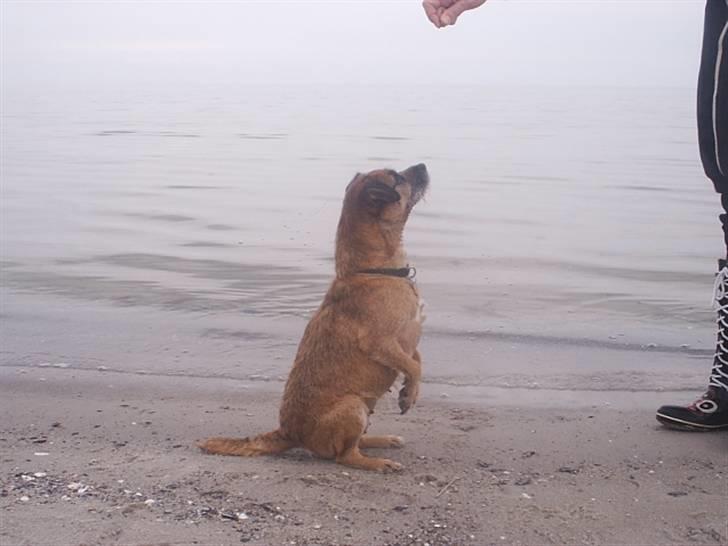 Border terrier Tulle - Her står hun på to ben billede 6