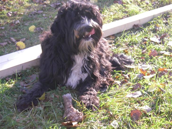 Tibetansk terrier Fie - Det er dejligt her i solen! :D billede 7