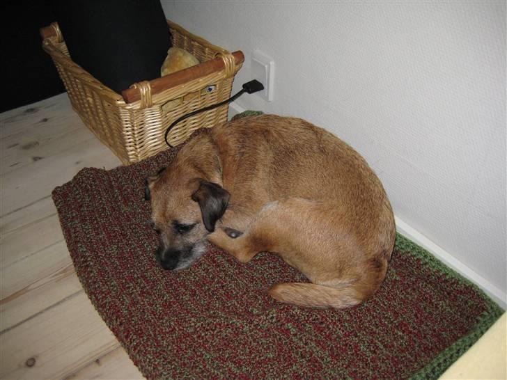 Border terrier Tulle billede 7
