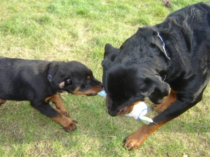 Rottweiler Loke  - 14.4.08 .. Kæmper en brav kamp om handsken med Otto billede 9