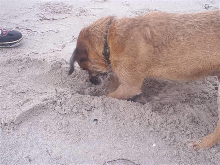 Border terrier Tulle billede 8