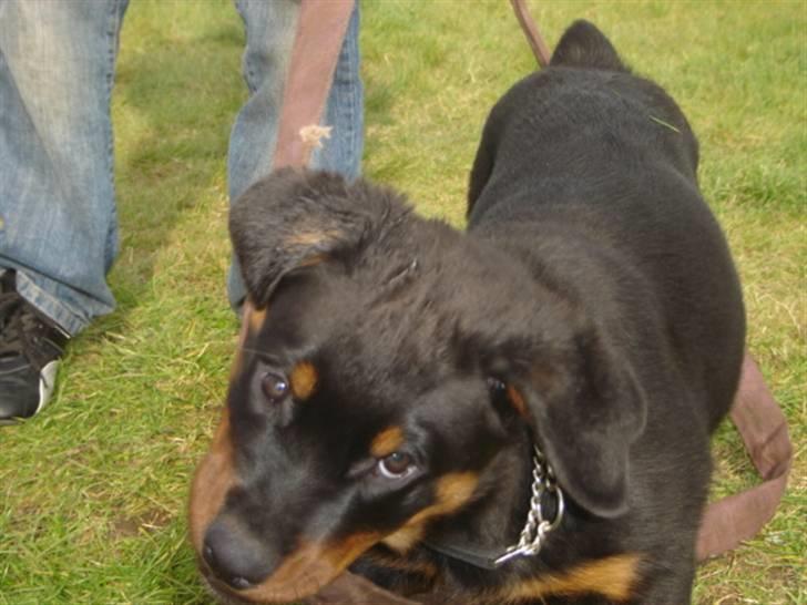 Rottweiler Loke  - 14.4.08 .. Skævt billede .. men det er ikke min skyld .. det er min mors billede 10
