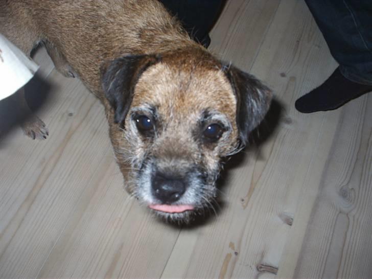 Border terrier Tulle billede 9