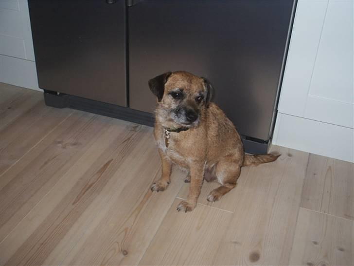 Border terrier Tulle billede 10